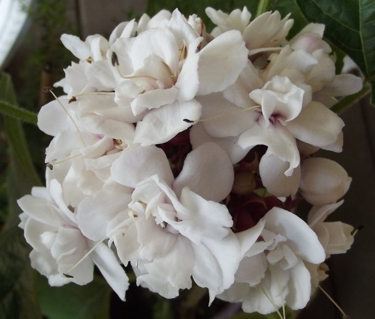 CASHMERE BOUQUET – Clerodendrum chinense var. chinense 125mm Rare ...