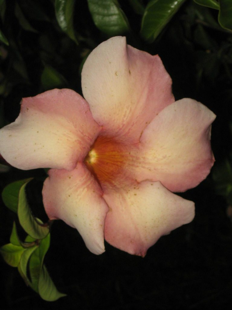 JAMAICAN SUNSET – Allamanda cathartica 125mm | Weslor Flowers Plant Nursery