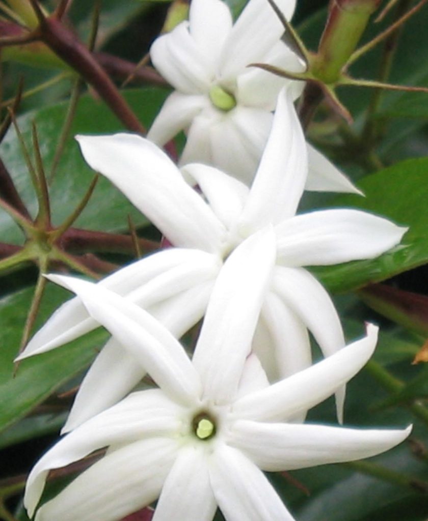 ANGELWING JASMINE – Jasminum nitidum 125 mm | Weslor Flowers Plant Nursery