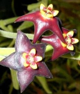 THE BLACK HOYA – Hoya (Eriostemma) ciliata IML 0390 -75 mm pot | Weslor ...