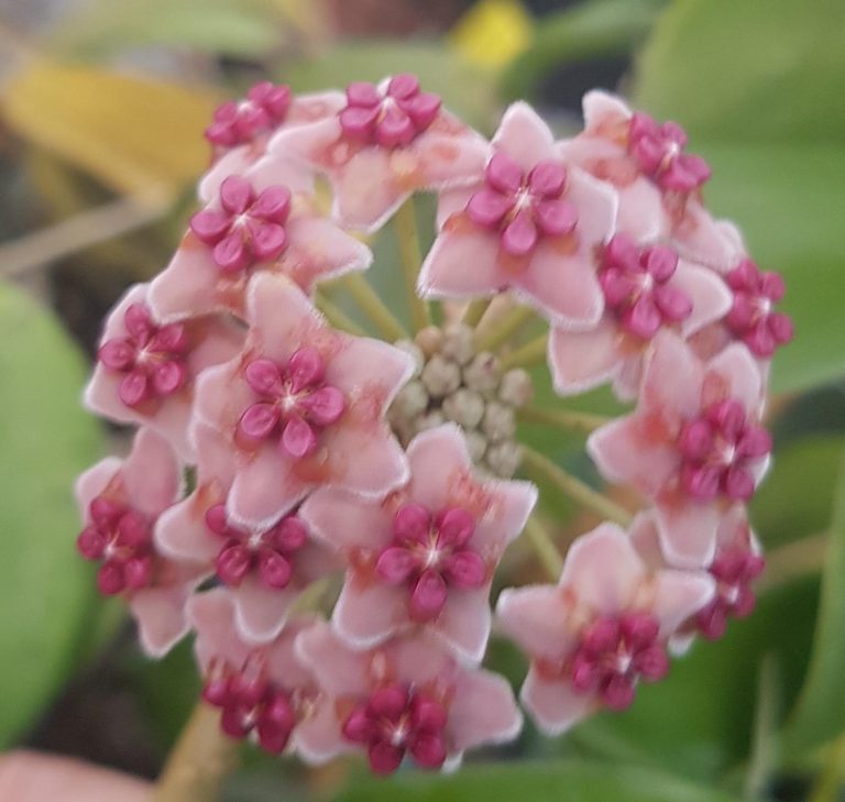 HOYA ALDRICHII – Christmas Island Wax Vine – IML 1418 125 mm Hanging ...