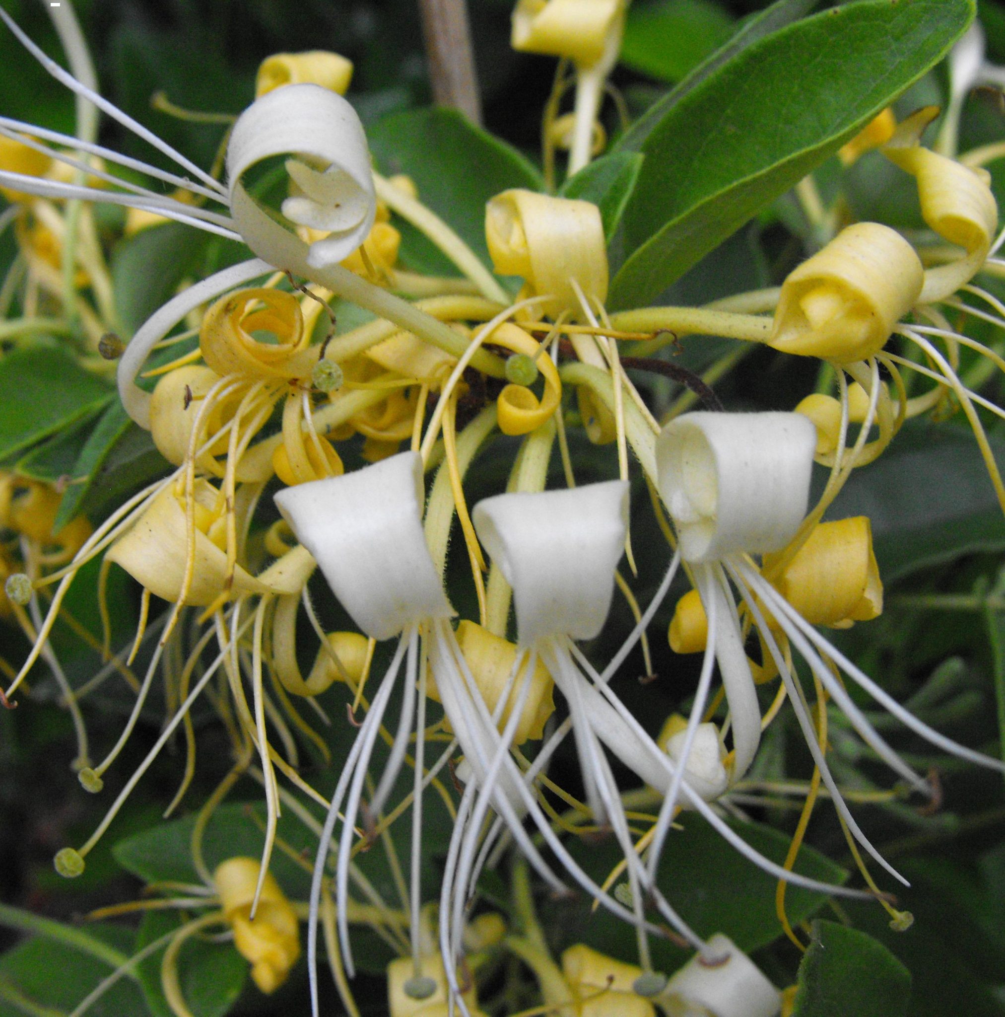 HALL’S HONEYSUCKLE – Lonicera Japonica Halliana 125mm Pot | Weslor ...