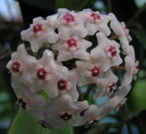 PORCELAIN FLOWER – Hoya shepherdell – IML 0190 – 75 mm pot | Weslor ...