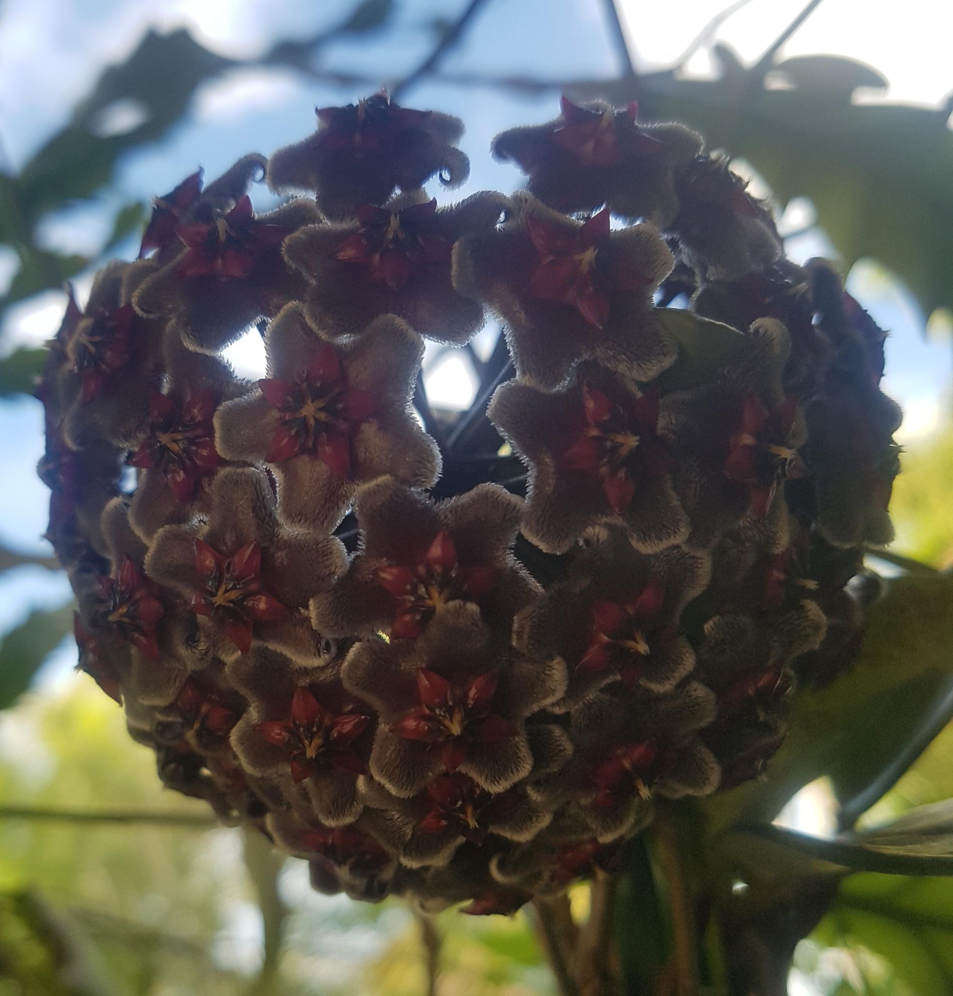 HOYA PURPLE HYBRID – Hoya pubicalyx Purple Hybrid IML 0049-125 mm ...