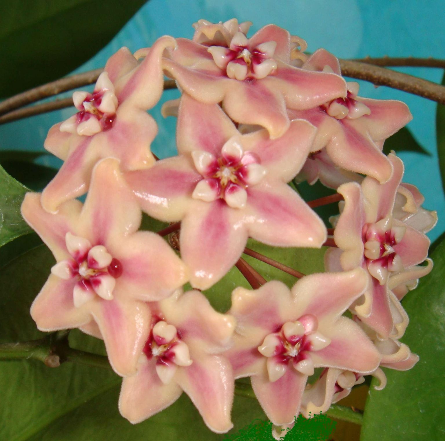 HOYA SUBCALVA IML 0229 – 75 mm pot | Weslor Flowers Plant Nursery